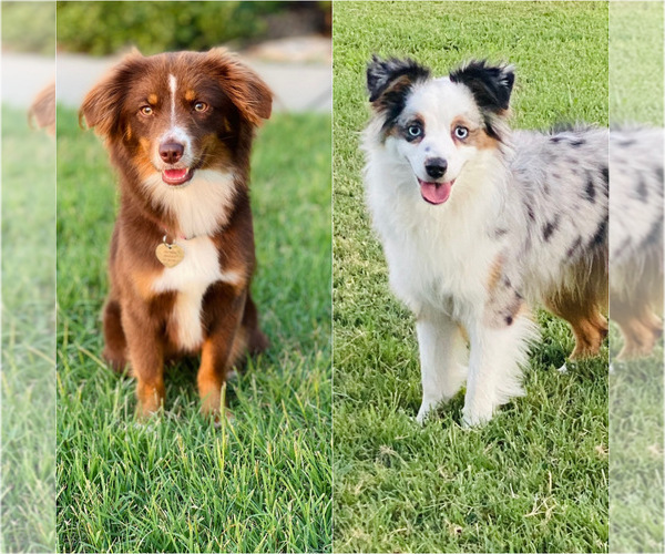 Medium Photo #1  Breeder Profile in OKLAHOMA CITY, OK, USA