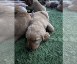Small #28 Breeder Profile image