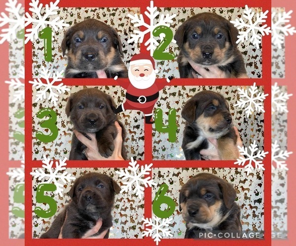 Medium Photo #1  Breeder Profile in TAYLORSVILLE, KY, USA