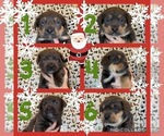 Small breeder photo