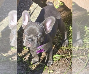 French Bulldog Dog Breeder near COLUMBUS, GA, USA