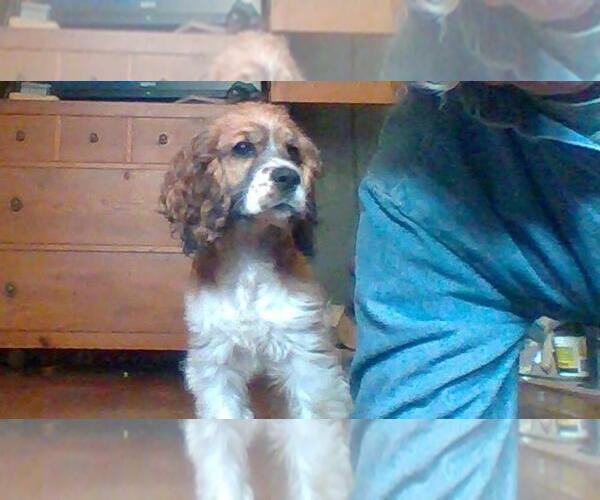 Medium Photo #11  Breeder Profile in FANCY GAP, VA, USA