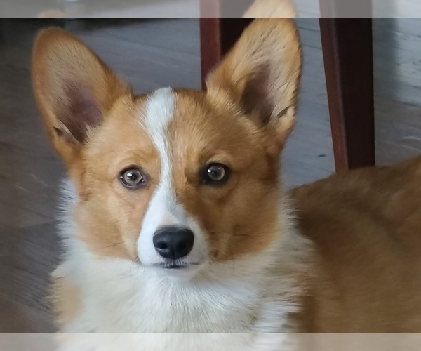 Medium Photo #1  Breeder Profile in BELLMORE, NY, USA
