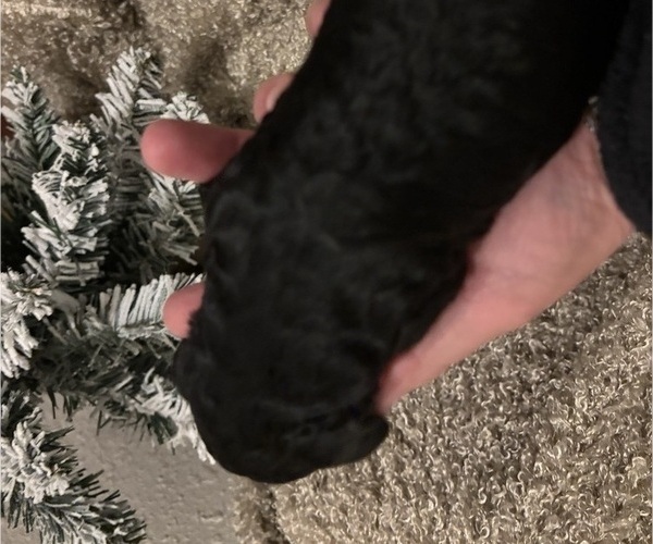 Medium Photo #7  Breeder Profile in DEXTER, MO, USA