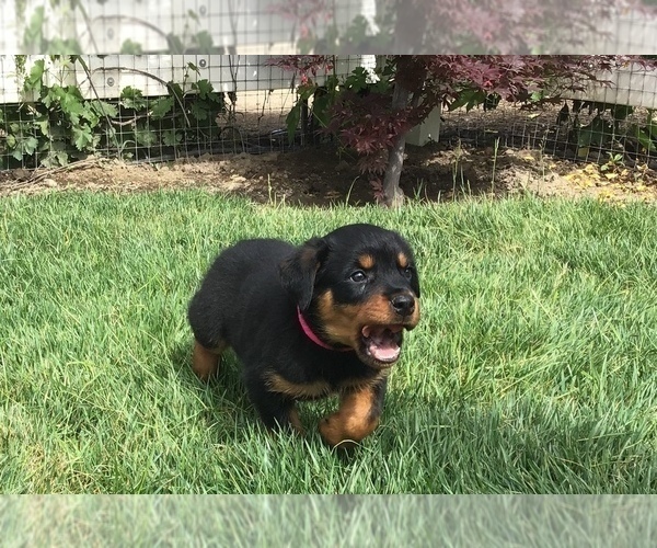 Medium Photo #57  Breeder Profile in OAK GLEN, CA, USA