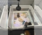 Small breeder photo