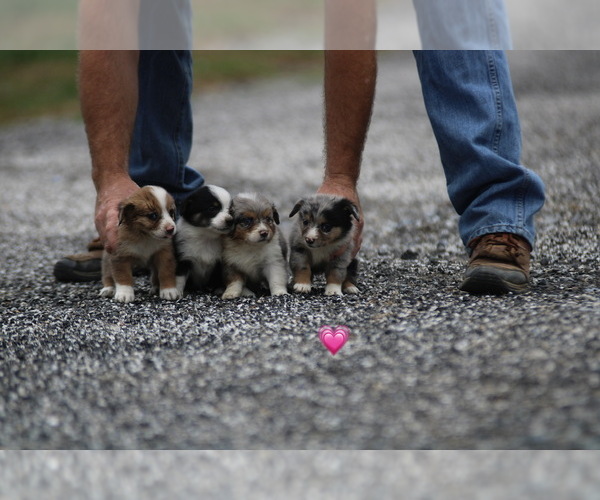 Medium Photo #1  Breeder Profile in OAKLAND, OK, USA