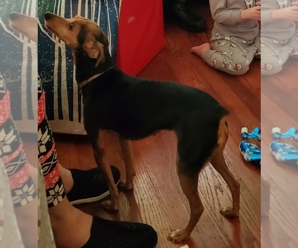 Medium Photo #1  Breeder Profile in THURMONT, MD, USA