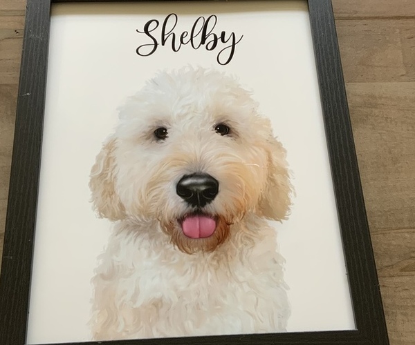 Medium Photo #1  Breeder Profile in LANDIS, NC, USA