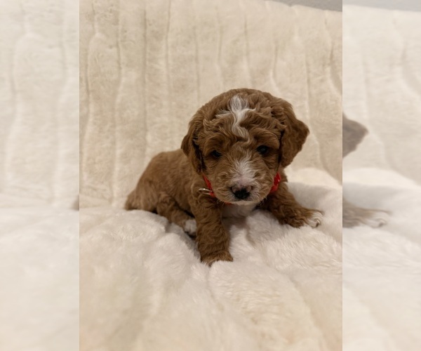 Medium Photo #1  Breeder Profile in SPICEWOOD, TX, USA