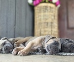Small #30 Breeder Profile image