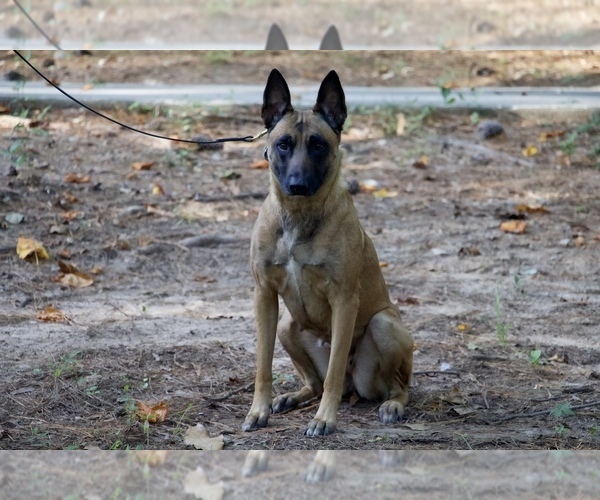 Medium Photo #10  Breeder Profile in CONYERS, GA, USA