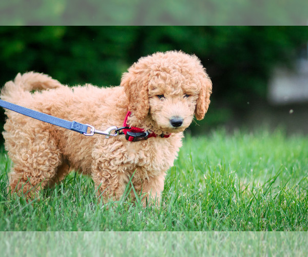 Medium Photo #1  Breeder Profile in NORTH VERNON, IN, USA