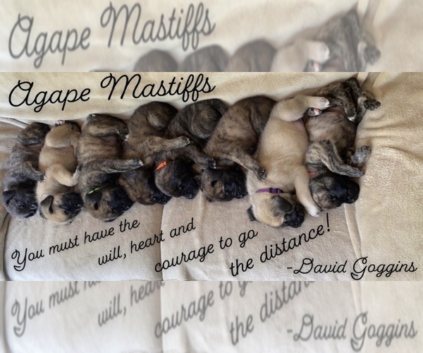 Medium Photo #25  Breeder Profile in MORRISTON, FL, USA