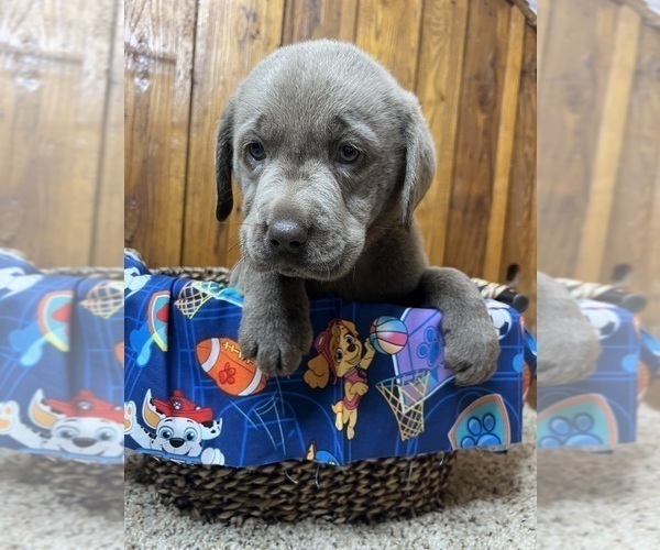 Medium Photo #79  Breeder Profile in NEOLA, WV, USA