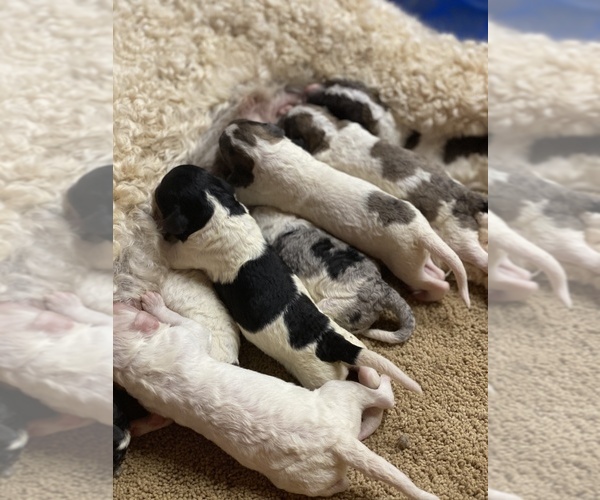 Medium Photo #1  Breeder Profile in FLORENCE, AL, USA