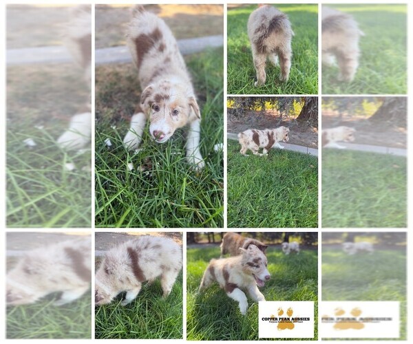 Medium Photo #6  Breeder Profile in MODESTO, CA, USA