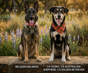 Belgian Malinois-Golden Retriever Mix Dog Breeder near RIVERSIDE, CA, USA