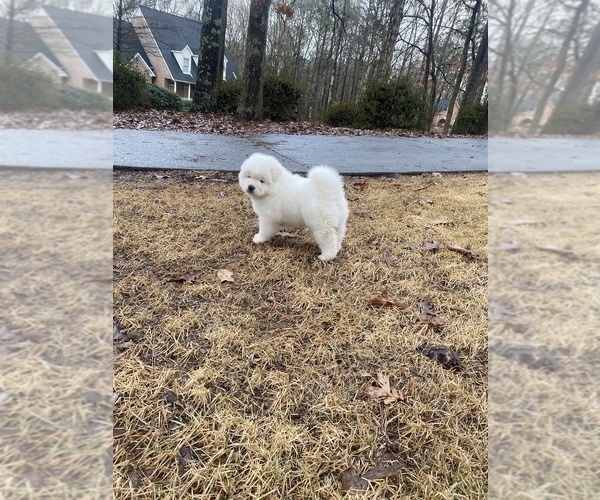 Medium Photo #65  Breeder Profile in MCDONOUGH, GA, USA