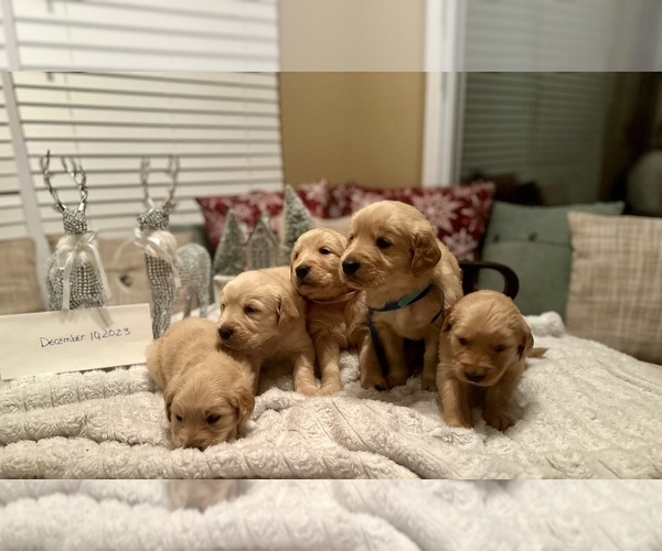 Medium Photo #1  Breeder Profile in CLEVES, OH, USA
