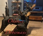 Small #1 Breeder Profile image