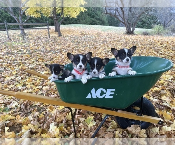 Medium Photo #1  Breeder Profile in PERKINSVILLE, VT, USA