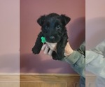 Small #1 Breeder Profile image