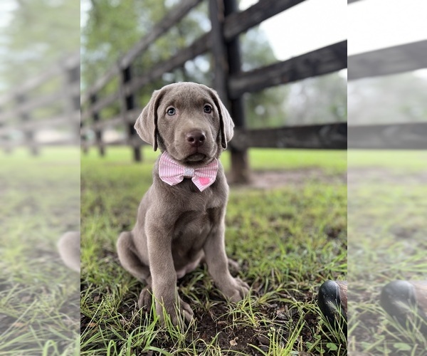 Medium Photo #24  Breeder Profile in MORGAN, TX, USA