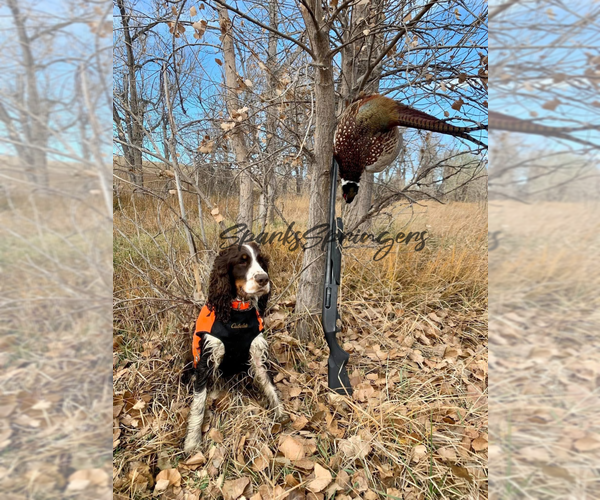 Medium Photo #5  Breeder Profile in ACTON, MT, USA