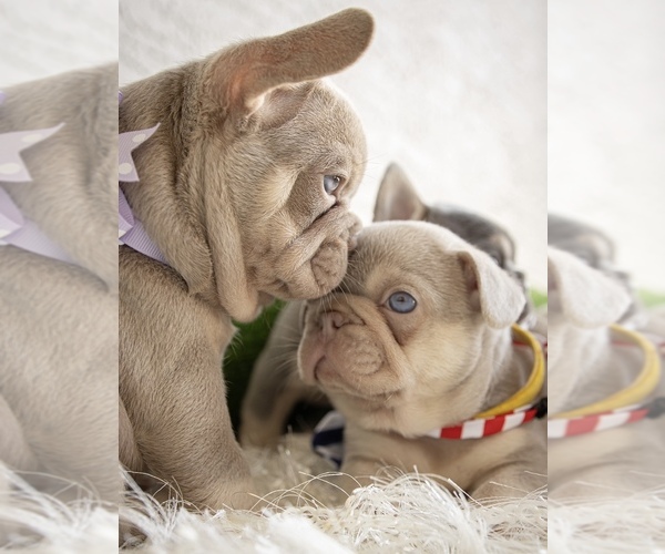 Medium Photo #6  Breeder Profile in CAPE CORAL, FL, USA