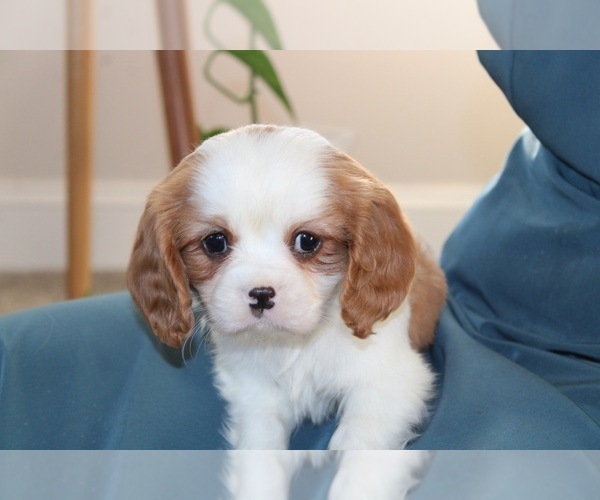 Medium Photo #4  Breeder Profile in REINHOLDS, PA, USA