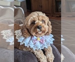 Small breeder photo