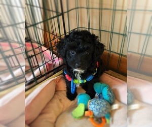 Cavapoo Dog Breeder near BELDING, MI, USA
