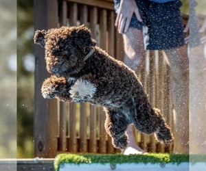 Lagotto Romagnolo Dog Breeder in MUSCLE SHOALS,  USA