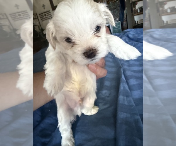 Medium Photo #13  Breeder Profile in SAN JOSE, CA, USA