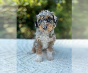 Aussiedoodle Miniature  Dog Breeder near BUFORD, GA, USA