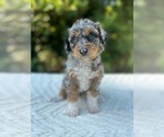 Small breeder photo
