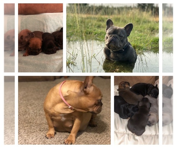 Medium Photo #1  Breeder Profile in WILLOWS, CA, USA