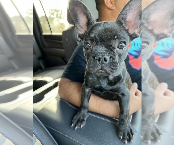 Medium Photo #2  Breeder Profile in DOWNEY, CA, USA