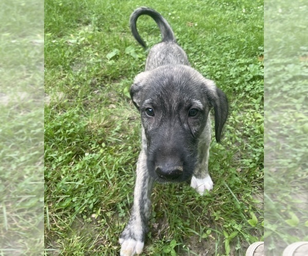 Medium Photo #30  Breeder Profile in HUSTONVILLE, KY, USA