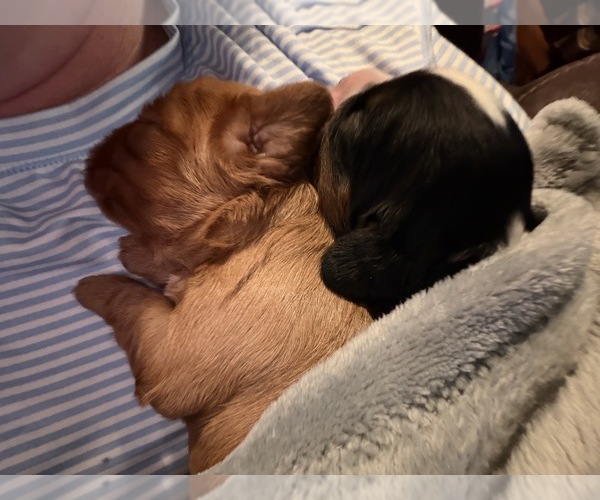 Medium Photo #13  Breeder Profile in WAXAHACHIE, TX, USA