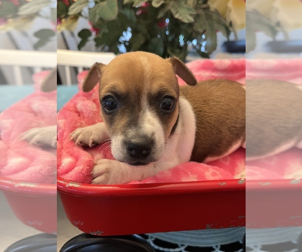 Medium Photo #33  Breeder Profile in WHITAKERS, NC, USA