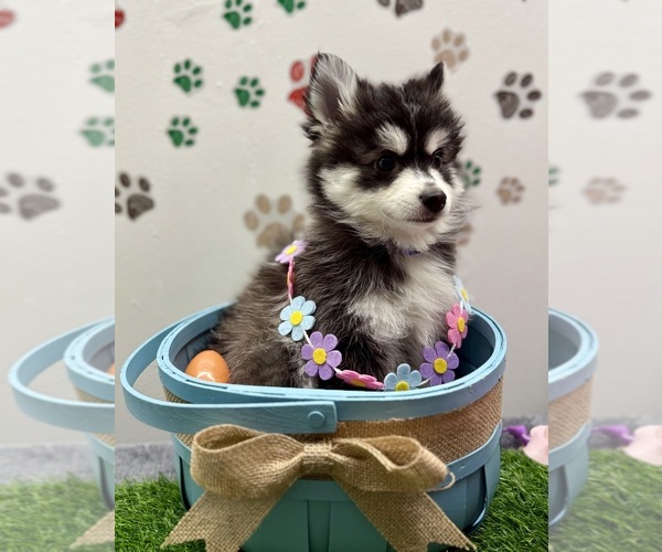 Medium Photo #7  Breeder Profile in NASHUA, NH, USA