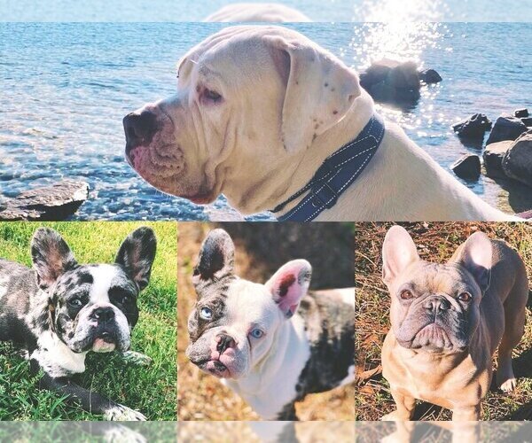 Medium Photo #1  Breeder Profile in LEXINGTON, SC, USA