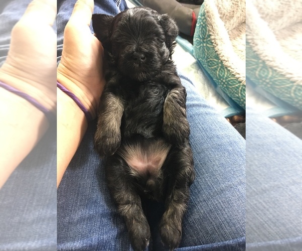 Medium Photo #1  Breeder Profile in GRANBY, MO, USA