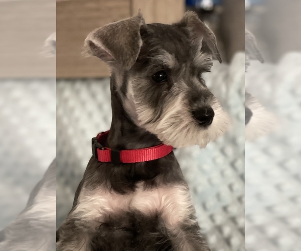 Medium Photo #1  Breeder Profile in RICHLAND, WA, USA