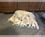 Small breeder photo
