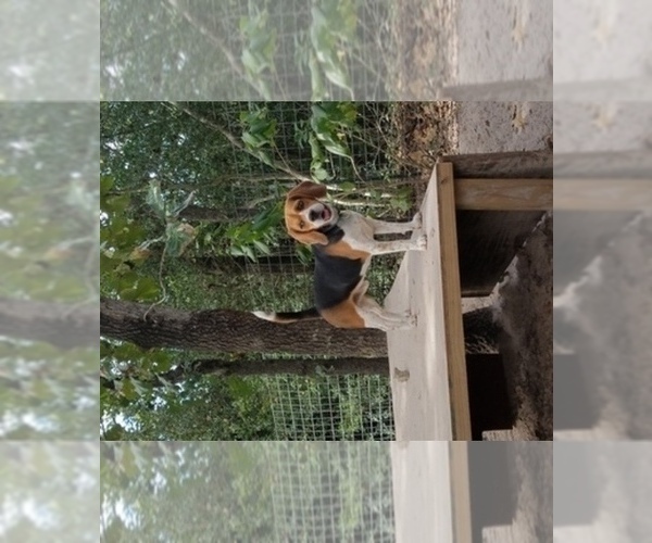 Medium Photo #1  Breeder Profile in LINCOLN, TX, USA