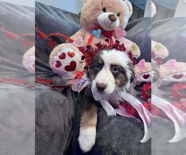 Medium Photo #26  Breeder Profile in HARRISON, OH, USA