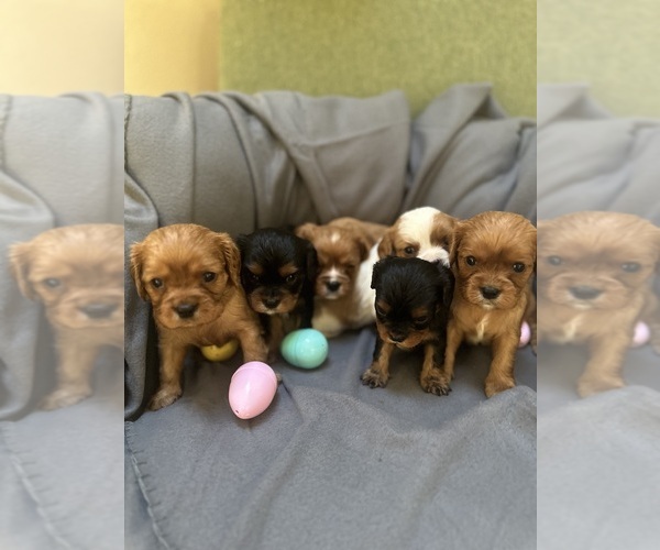 Medium Photo #1  Breeder Profile in OAK GROVE, MO, USA
